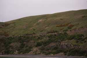 HARINGTON-POINT-DUNEDIN (41)